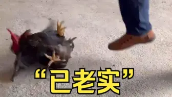 女子被公鸡欺负 男子上来就是一脚 公鸡瞬间清醒