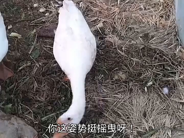 天冷吃大鹅!搞笑配音
