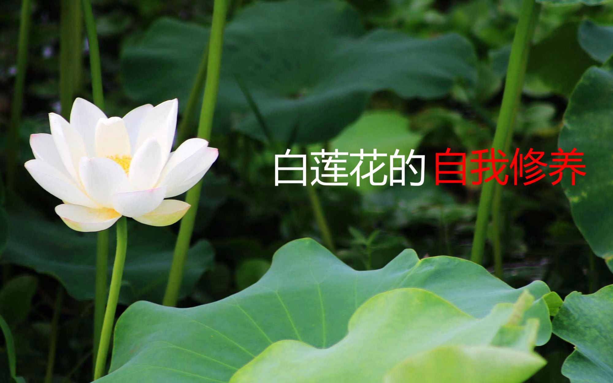 【音声】白莲花妹妹睡前给你打电话撒娇~论白莲花的自我修养