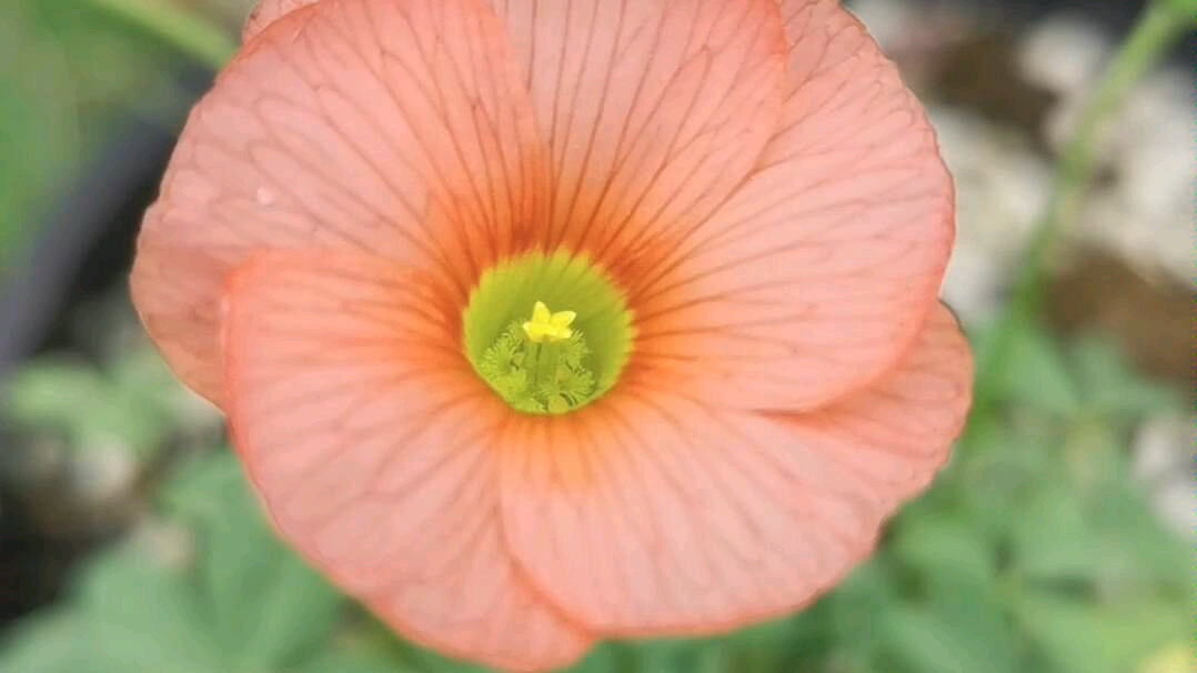 红鲢鱼谷神星酢浆草
