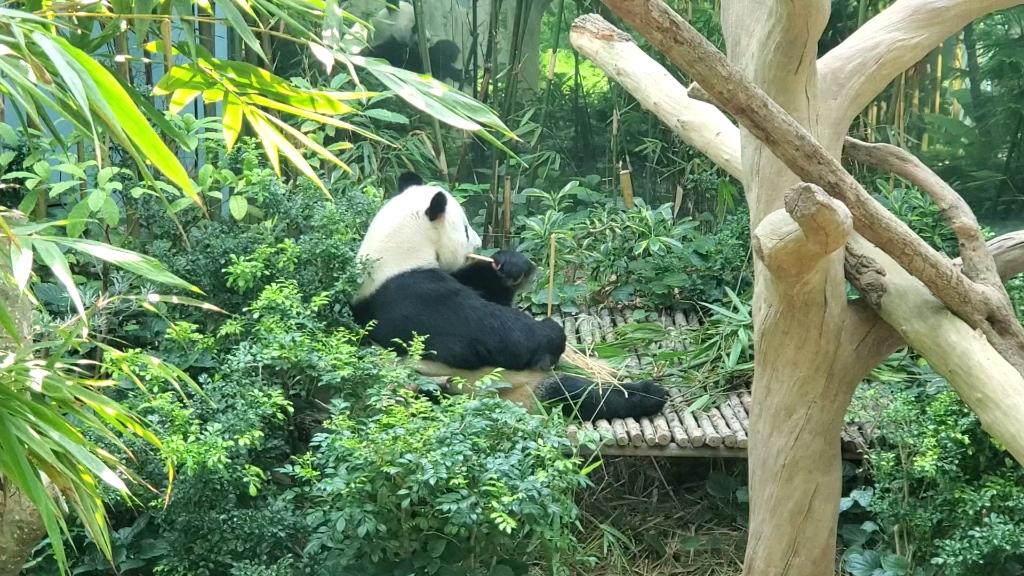 来自新加坡动物园的大熊猫凯凯_哔哩哔哩 (゜-゜)つロ 干杯~-bilibili