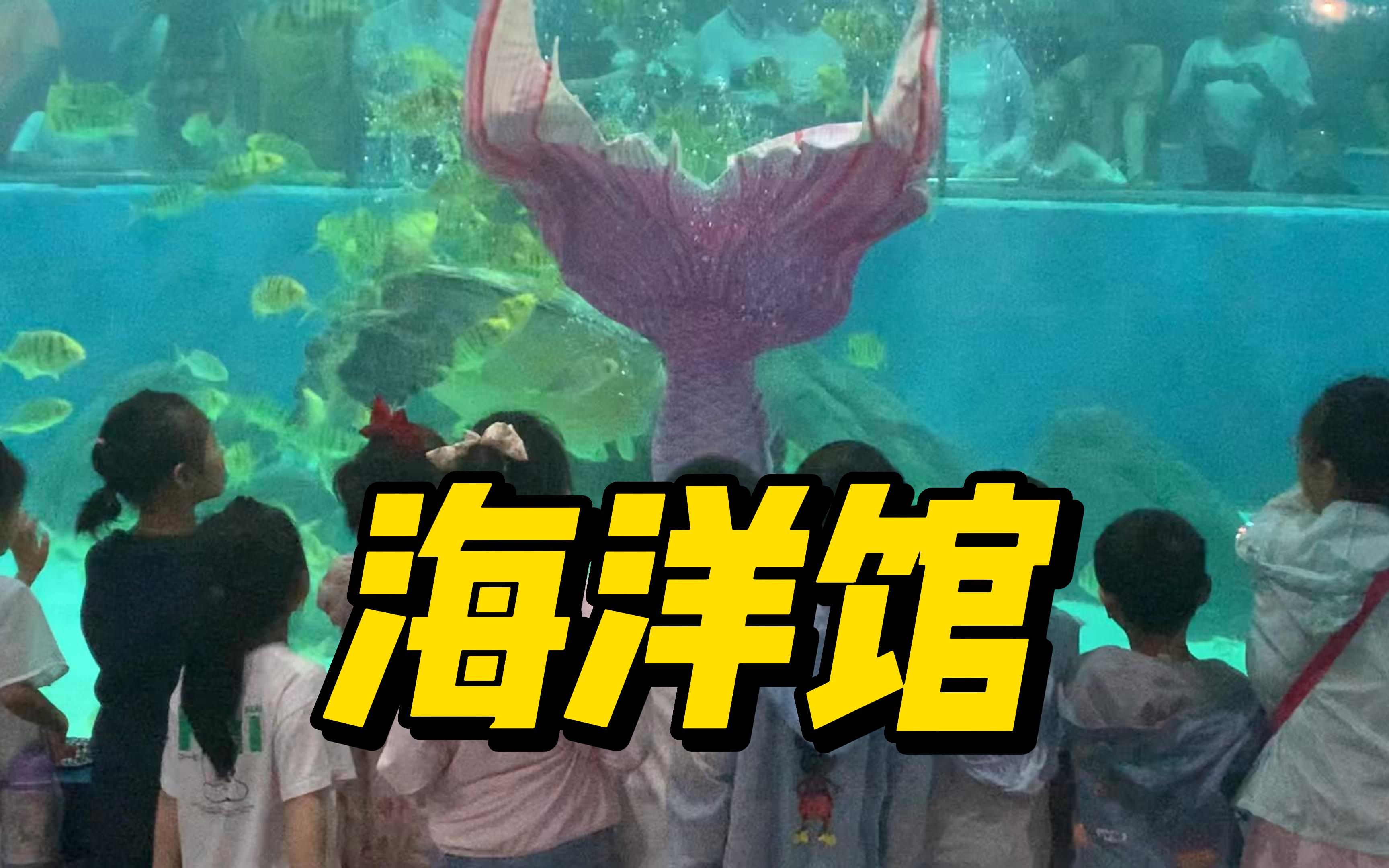 畅游苏州海洋馆,探索神秘海洋世界哔哩哔哩bilibili