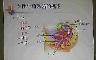 女性生殖系统哔哩哔哩bilibili