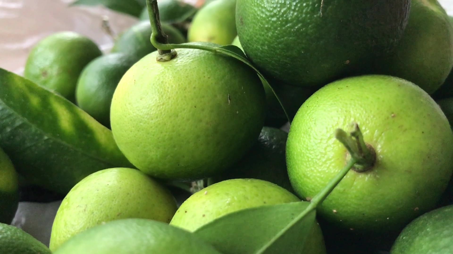 去山上摘野生臭皮柑子,老妈二话不说一爬上树就摘,太酸了这果