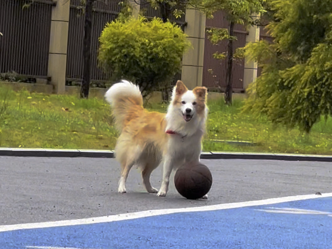 关于我家狗爱打篮球这件事