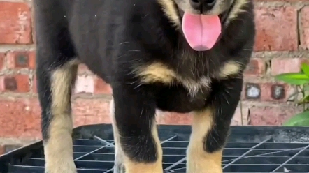 中华田园犬之苏犬,俗称四眼铁包金