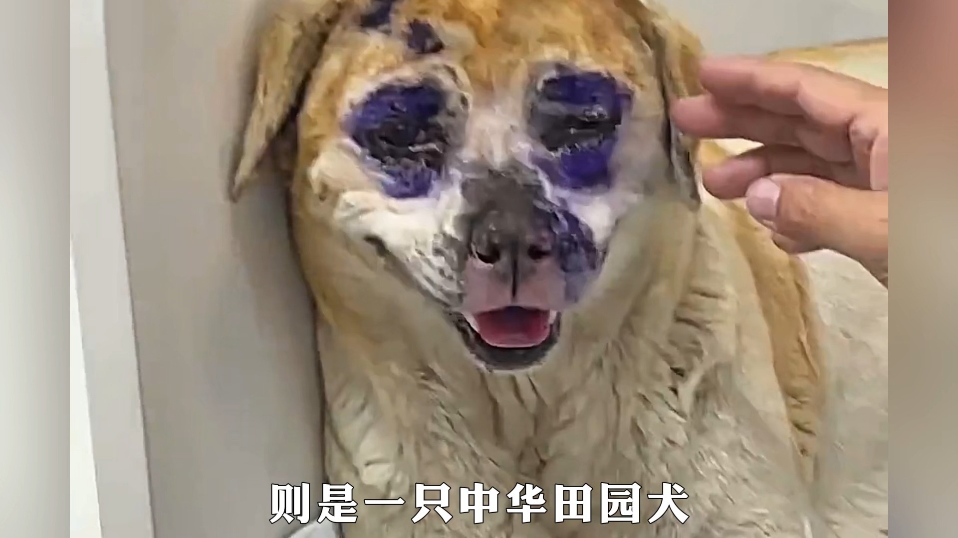 三只把自己搞的鼻青脸肿的动物,虽然不道德,但真的很搞笑!