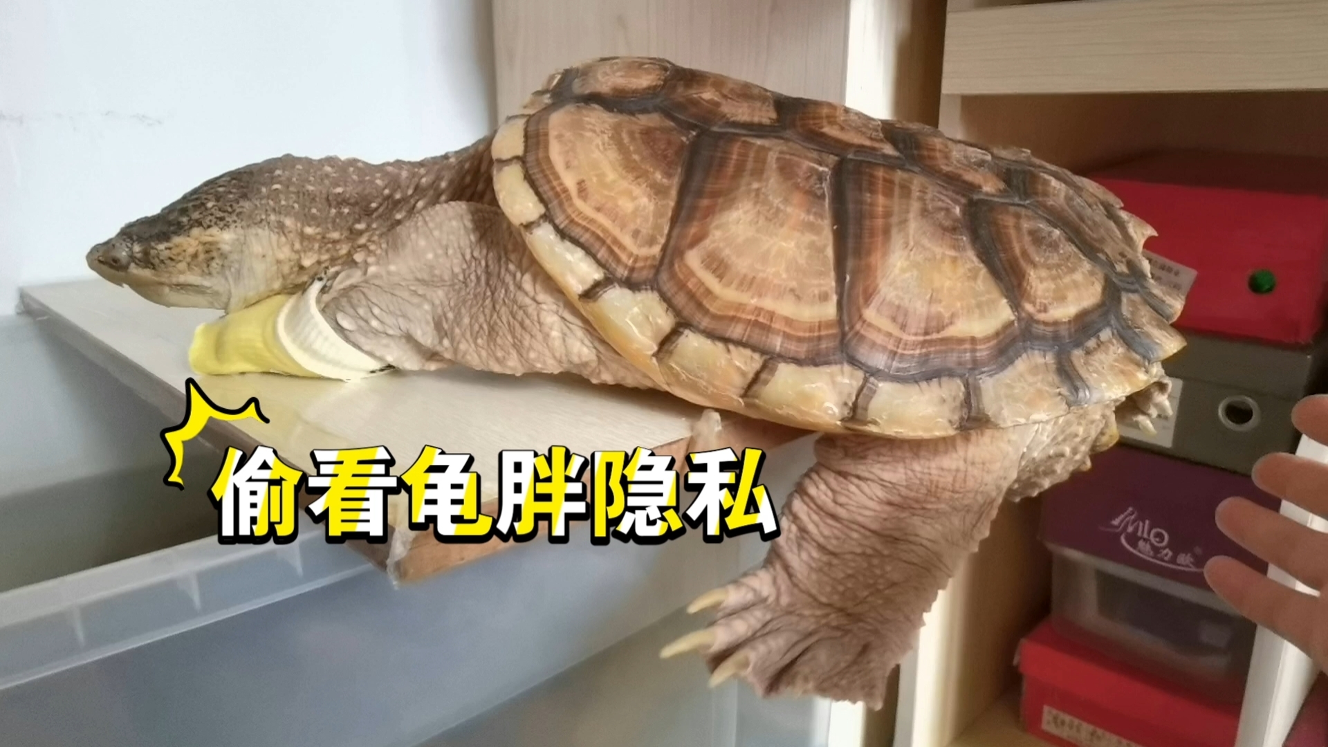 关于龟虽瘦的老公龟虽胖的一点隐私