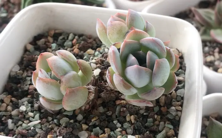 多肉植物达摩兔耳僵苗的4年变化Kalanchoe tomentosa f.DARUMA 日本园艺 