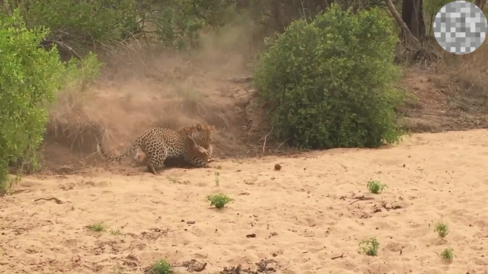 顶级猎手花豹捕猎镜头,场面震撼!