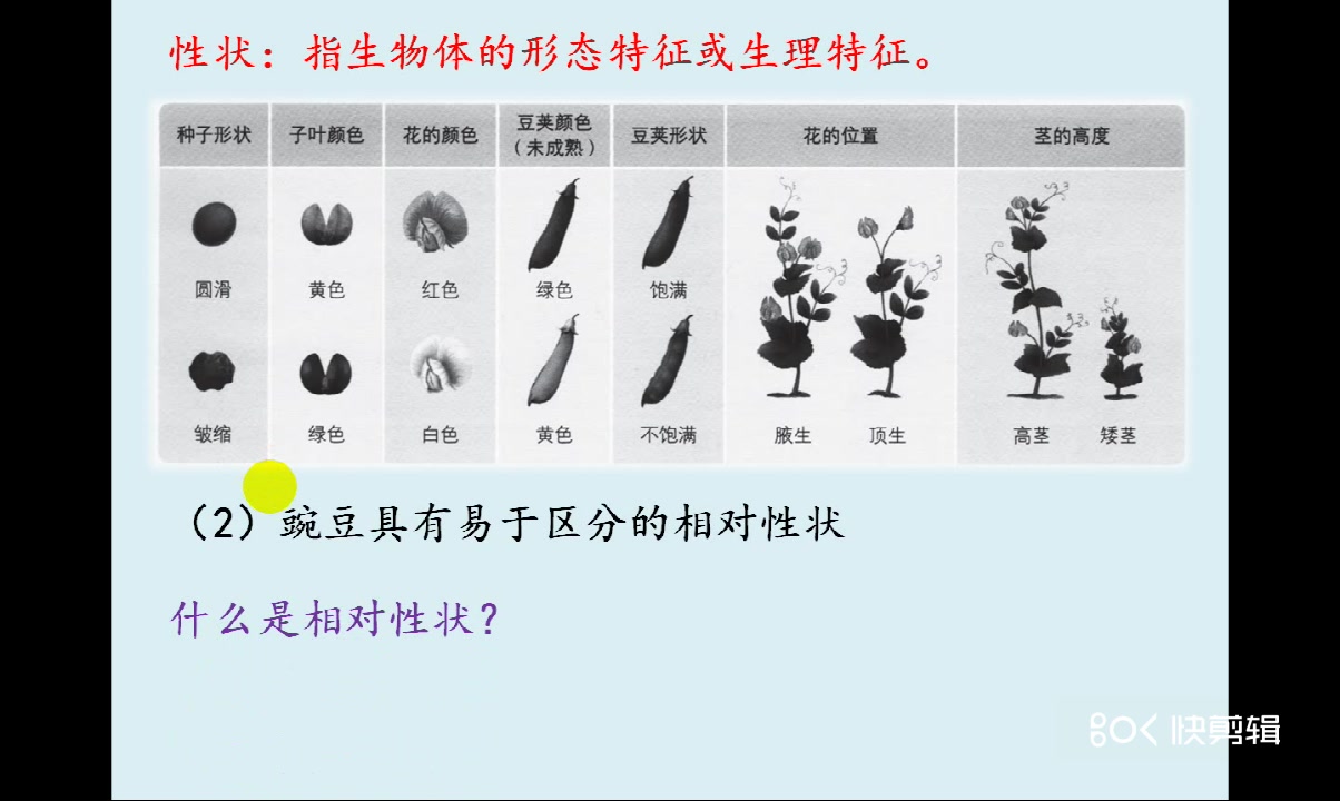 孟德尔豌豆杂交实验(一)哔哩哔哩bilibili