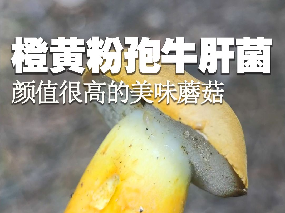 颜值很高的美味蘑菇:橙黄粉孢牛肝菌