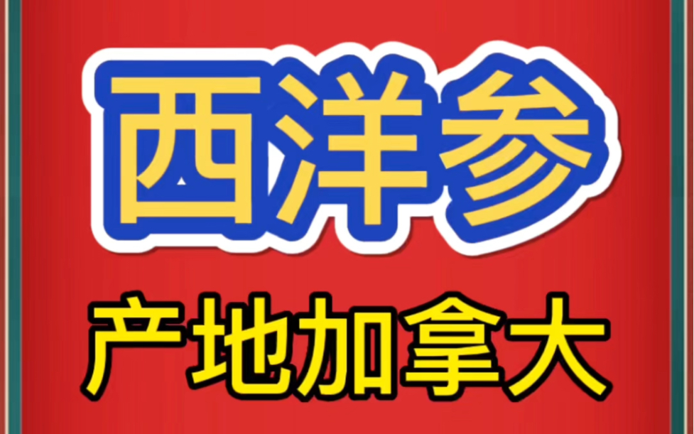 中药材批发市场加拿大西洋参规格哔哩哔哩bilibili