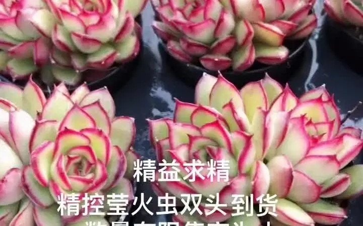 多肉#多肉植物#莹火虫#皮皮虾#精品多肉#橙梦露#羊脂球