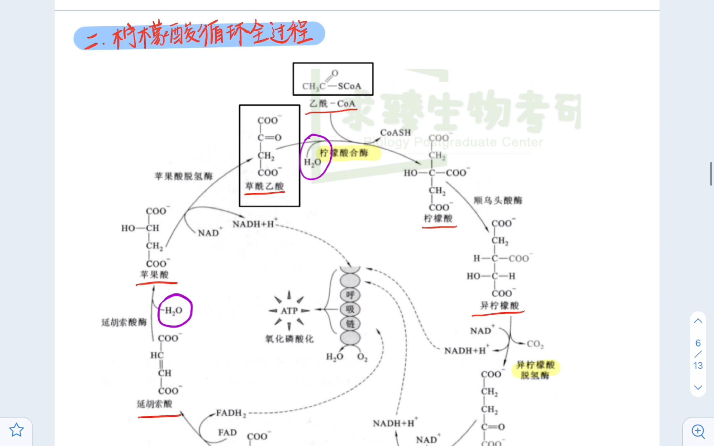 TCA循环2三羧酸循环全过程哔哩哔哩bilibili