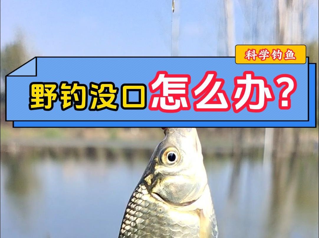 野钓没口怎么办?教你3招,野钓从此不空军.钓鱼没口怎么办哔哩哔哩bilibili