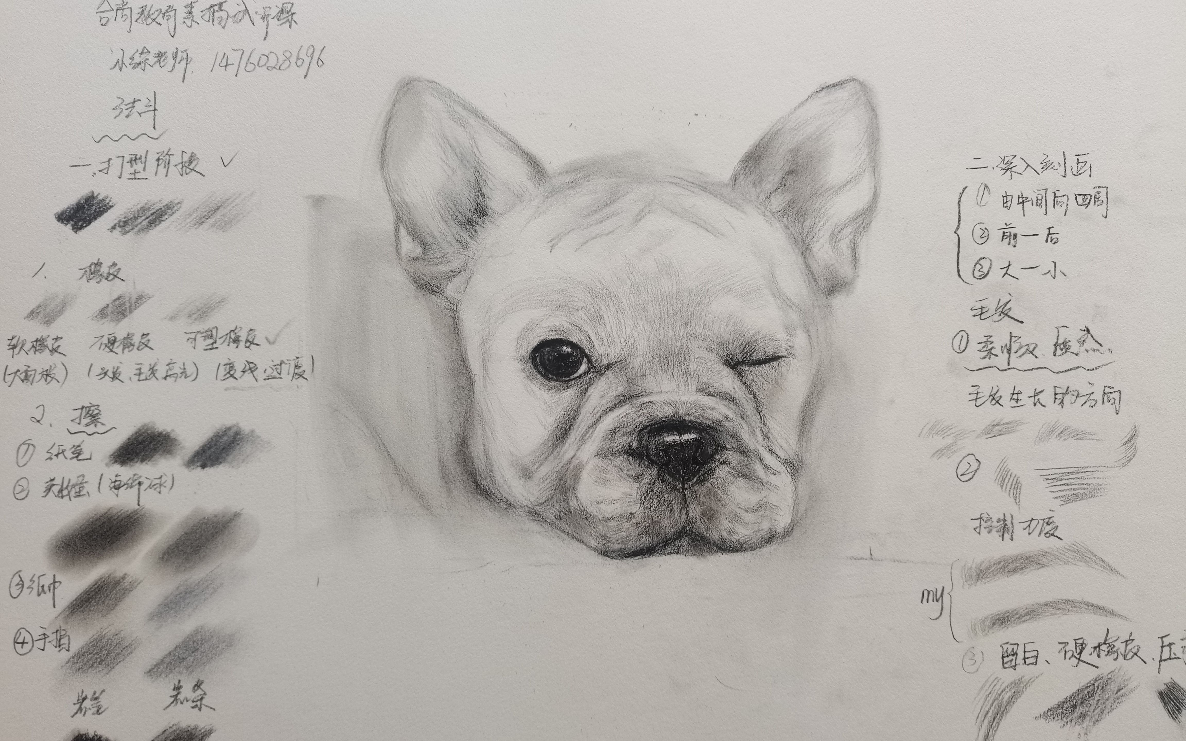 素描我正在看着你看着你目不转睛法斗犬的打型篇