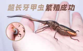 甲虫繁殖 哔哩哔哩 Bilibili