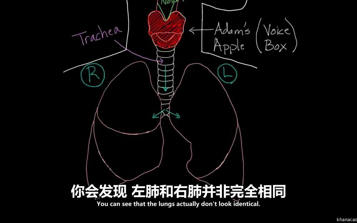 [图]人体解剖学生理学呼吸系统简介