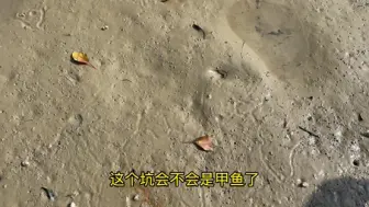 Download Video: 狡猾的鳖