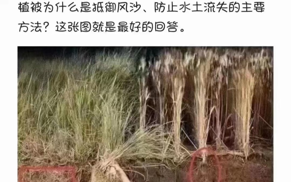 植被为什么是防止水土流失的最好方法?哔哩哔哩bilibili