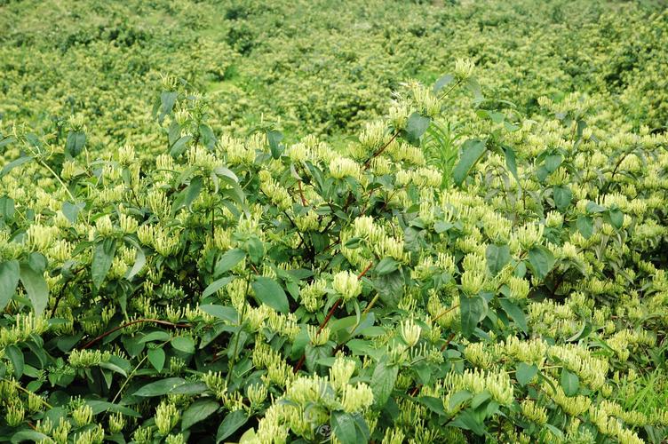 湖北鑫福隆生物 湖北鑫福隆生物科技有限公司小葉金耳環栽種安全可靠