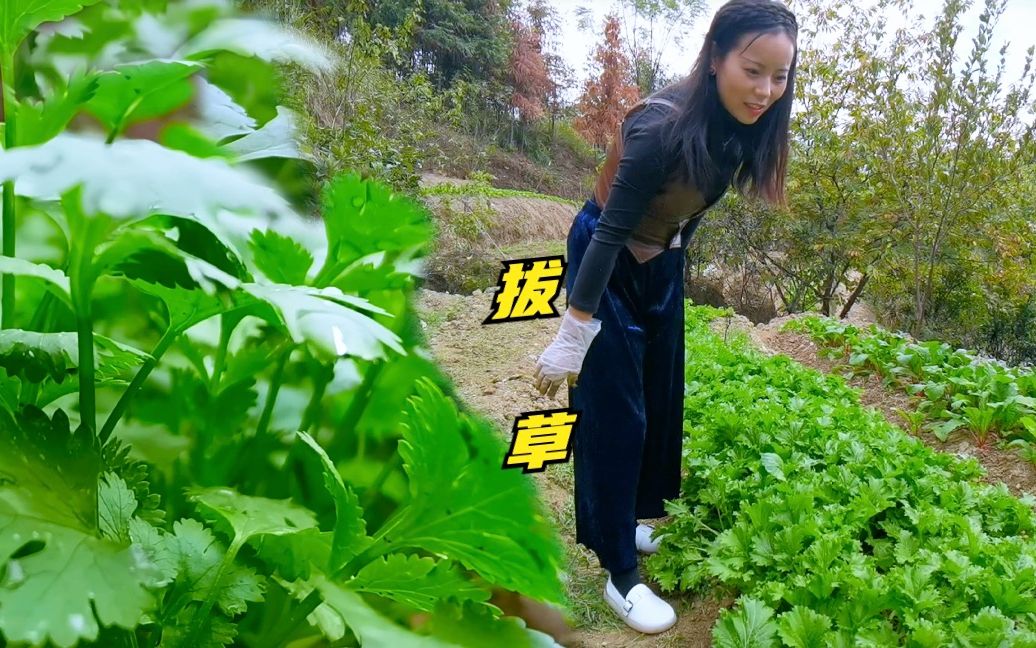 芫荽菜长势喜人,这种草太难根除,只能人工拔掉,清除完好治愈!哔哩哔哩bilibili