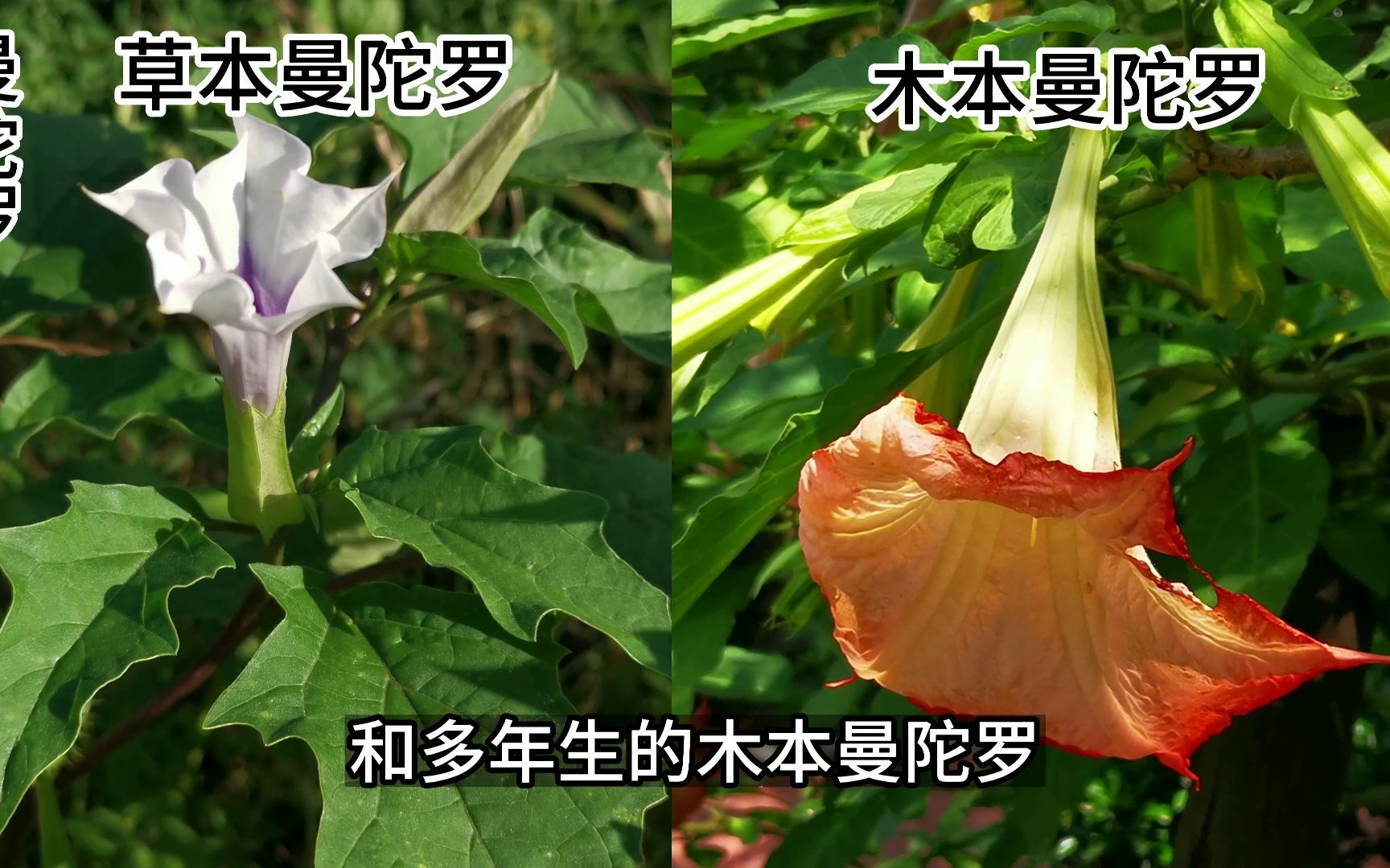 神秘的曼陀罗花,是古代制作蒙汗药的原料,有草本和木本两种形态哔哩哔哩bilibili