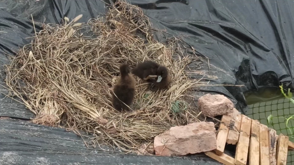 鹅鹅鹅鹅第多少天.今天给它们做了小门,窝里加了点垫草.