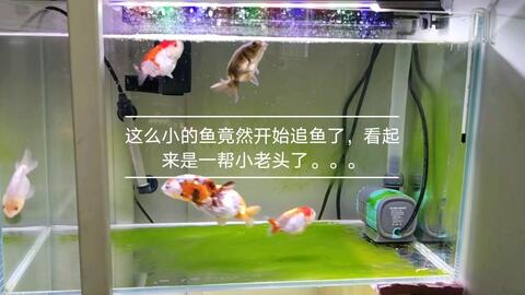 抱籽的金鱼这样操作 很快就会追鱼产卵 家里鱼苗养不下可别怪我 哔哩哔哩 つロ干杯 Bilibili 抱籽的金鱼这样操作 很快就会追鱼产卵 家里鱼苗养不下可别怪我 哔哩哔哩 つロ干杯 Bilibili