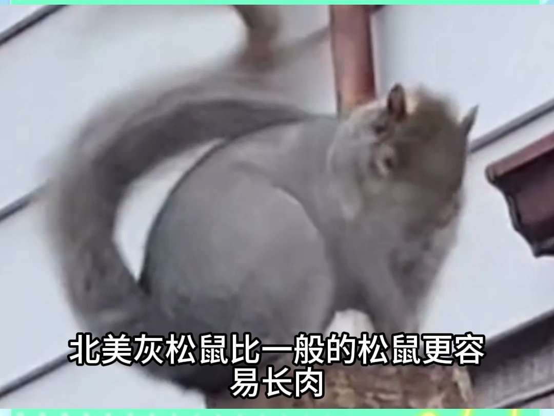 北美灰松鼠,胖的像只猪