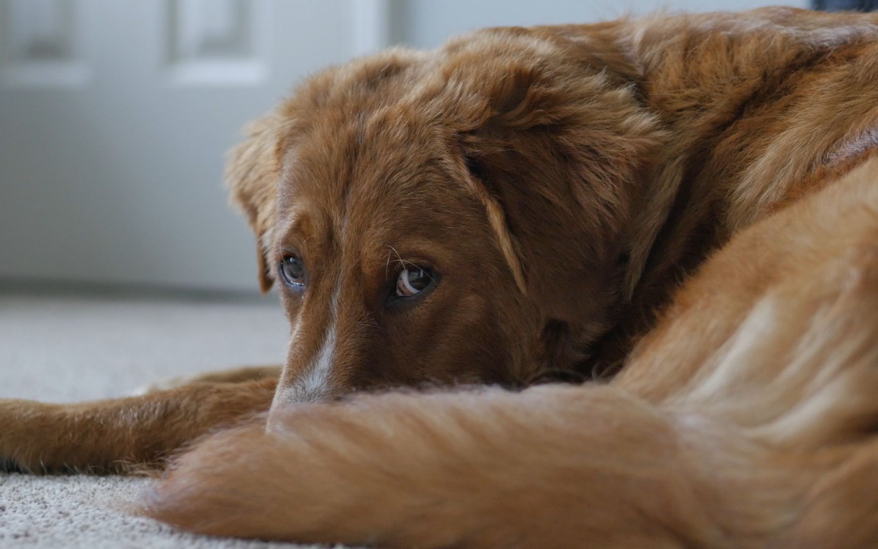 狗狗可爱眼神4k超清7s素材获取点击 →_哔哩哔哩 (゜-゜)つロ 干杯