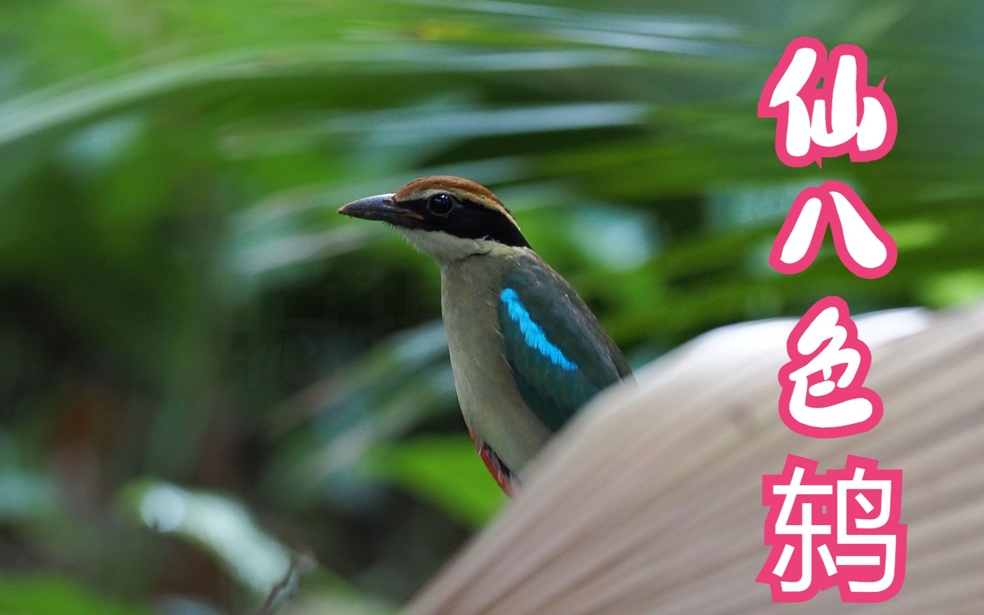 【仙八色鸫】好漂亮的小鸫西