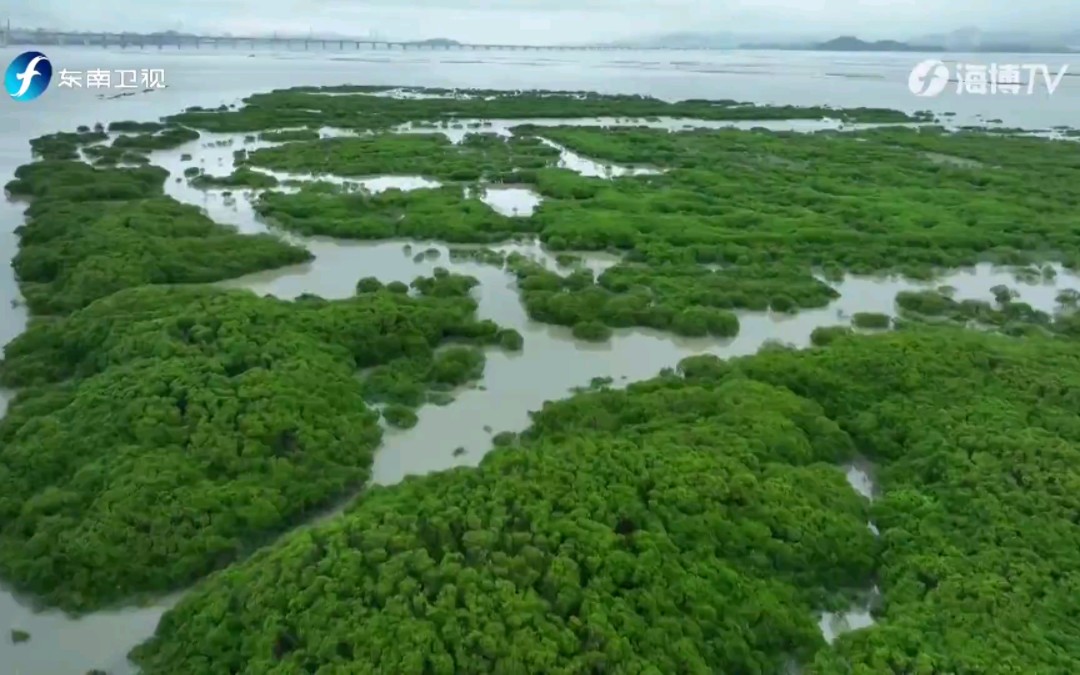 [图]《海洋季风·风从海上来》2023.06.12：走进红树 守望绿色