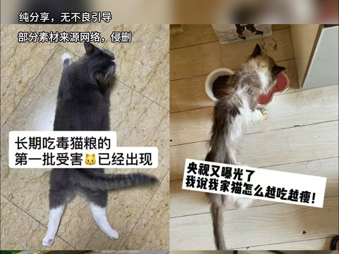 河北垃圾猫粮的第一批受害猫已经出现......他们做错了什么,让黑心猫粮商家这样白白害亖,铲屎官们真的不要要狠狠壁垒!!!哔哩哔哩bilibili