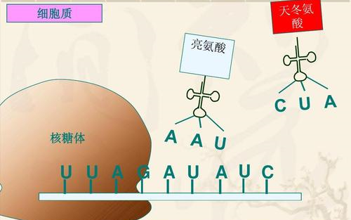 [图]【MIT麻省理工精品课程】分子生物学系列第三部分：RNA加工和翻译【全中英字幕】