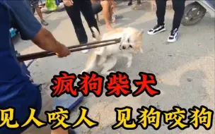 疯狗柴犬见什么都咬，狗贩子看不下去，铁夹子下惨叫声不断