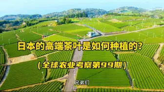 日本的高端茶叶产区，他们是如何种茶的？