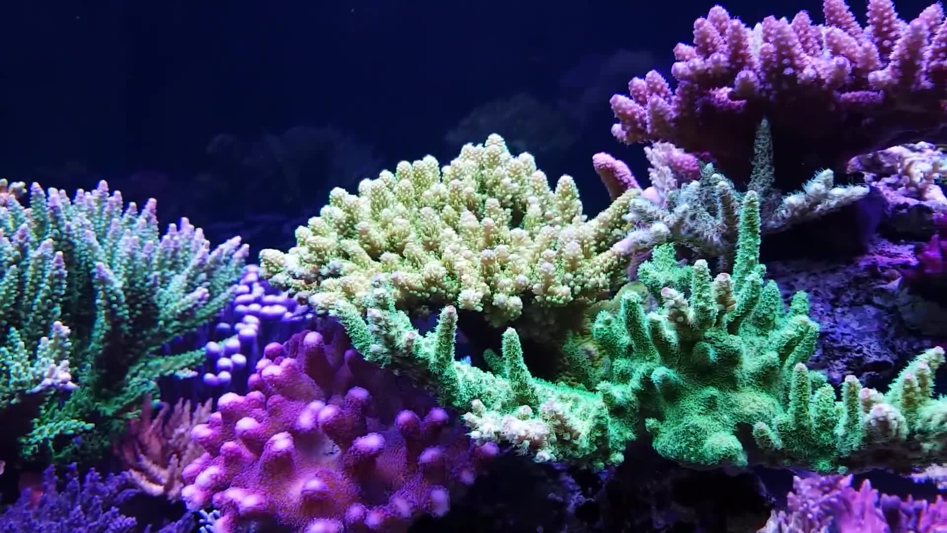 【海缸】一缸缤纷的硬骨珊瑚