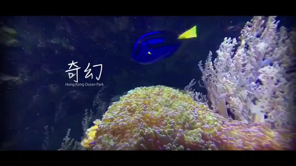 香港 海洋公园哔哩哔哩bilibili