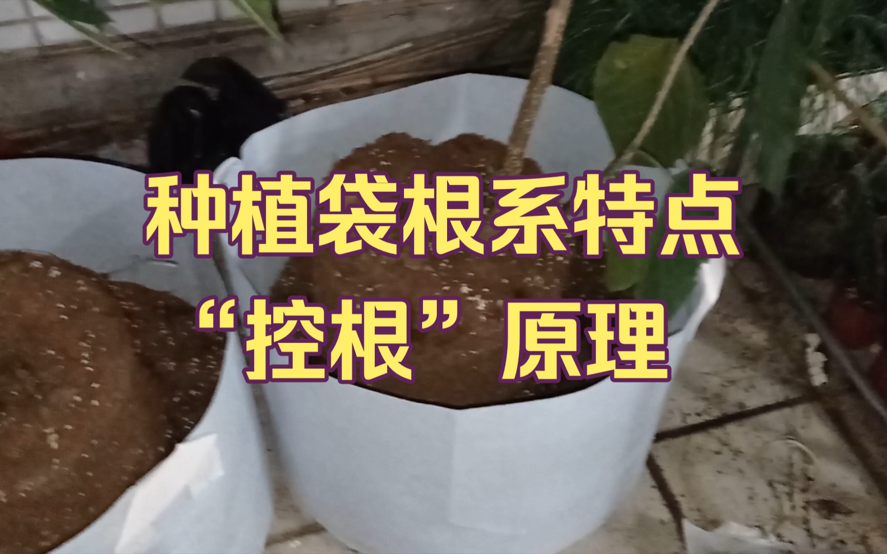 种植袋中的植物根系特点,以及如何实现控根哔哩哔哩bilibili