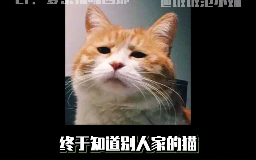 原来网上的可爱猫猫都是p出来的哔哩哔哩bilibili