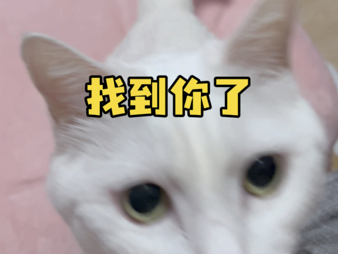 和猫猫躲猫猫的时候最难的是忍住不笑 哈哈哈哈哈哈哈哈哈 #我和我的猫 #这才是真正的躲猫猫 #你的猫孩子也是这样玩吗𐟘‚𐟘‚𐟘‚𐟘„哔哩哔哩bilibili