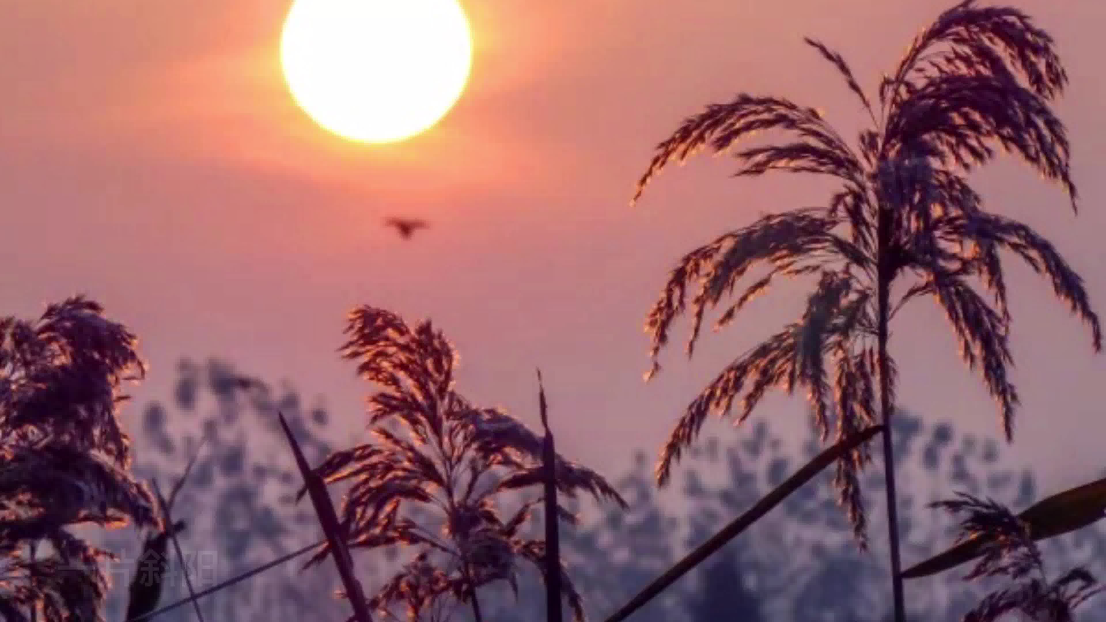 [图]芦花尽美