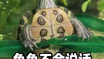 龟龟不会说话
