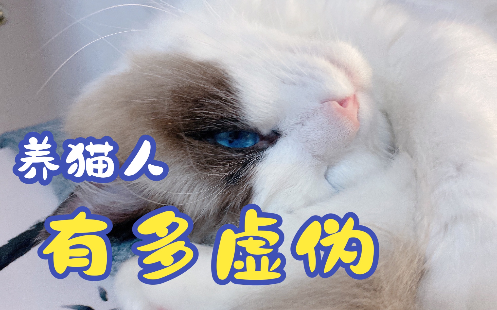 养猫人的双面生活哔哩哔哩bilibili