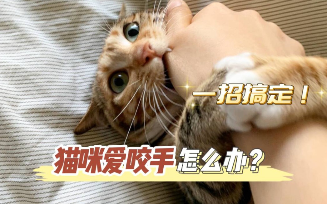 猫咪爱咬手怎么办?哔哩哔哩bilibili