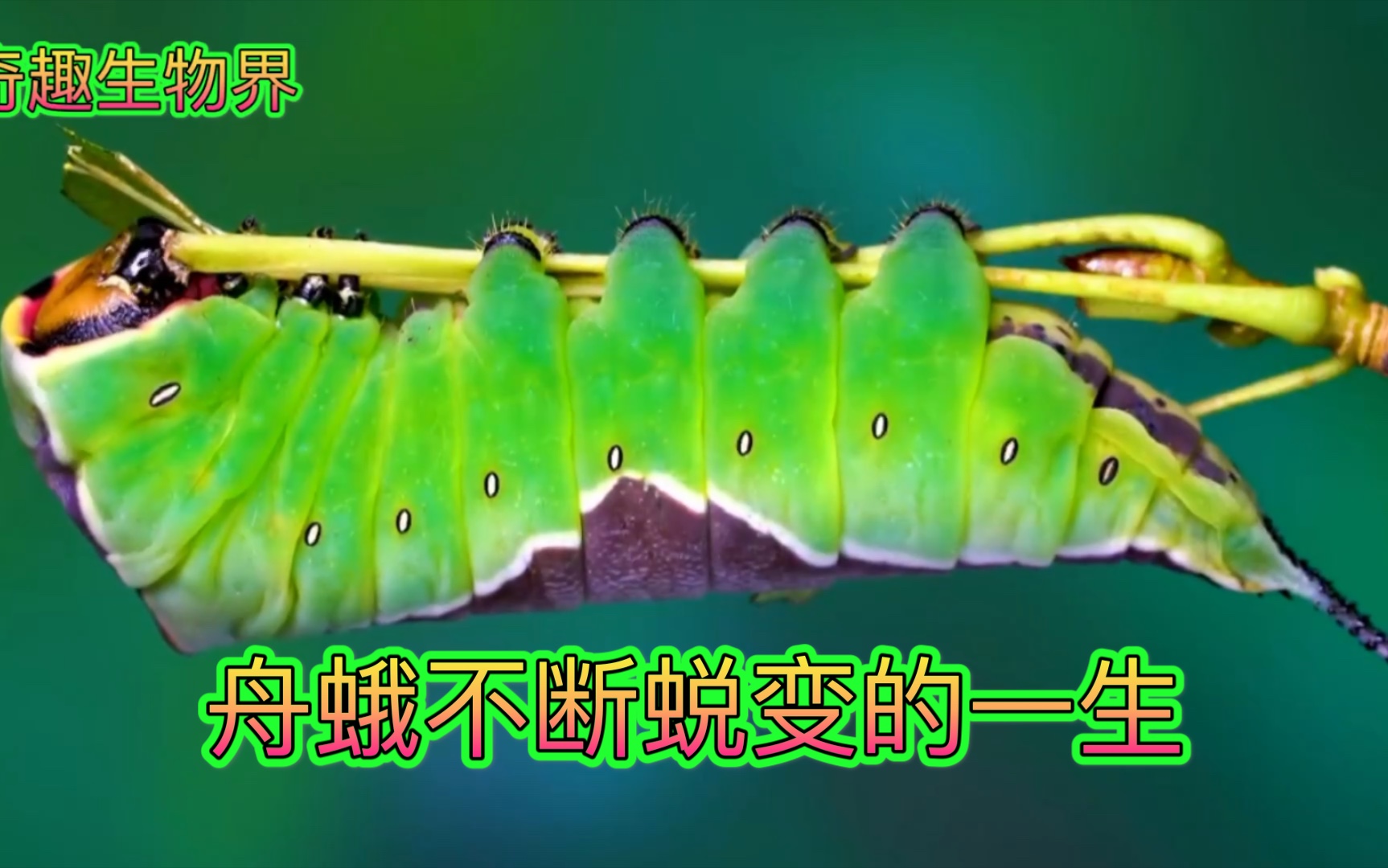 黑带二尾舟蛾 不断蜕变的一生