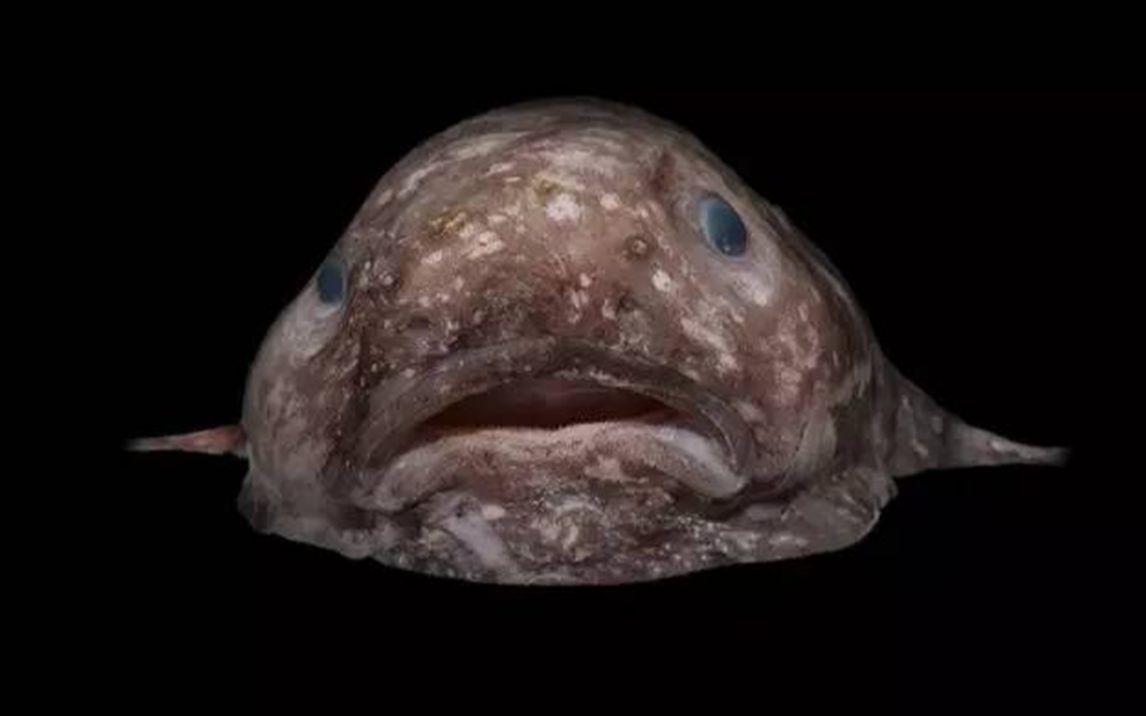 活动作品我我我有点膨胀了