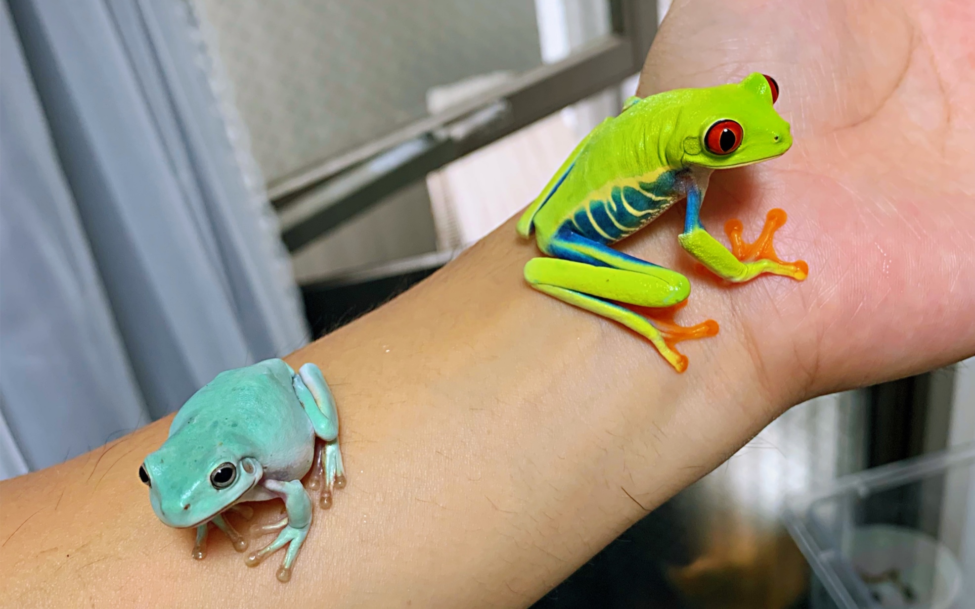 明天你们就有新伙伴了,蓝眼姥爷树蛙_哔哩哔哩_bilibili